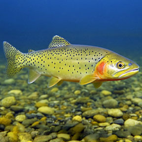 cutthroat trout graphic